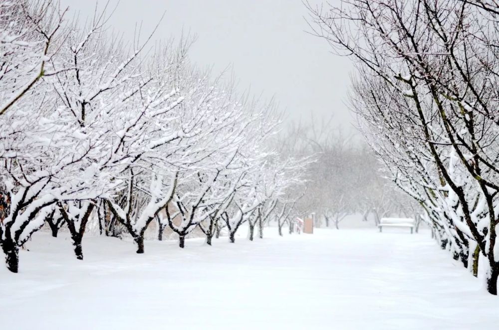 洪泽湖湿地大雪纷飞,雪中景色美到让人颤抖!