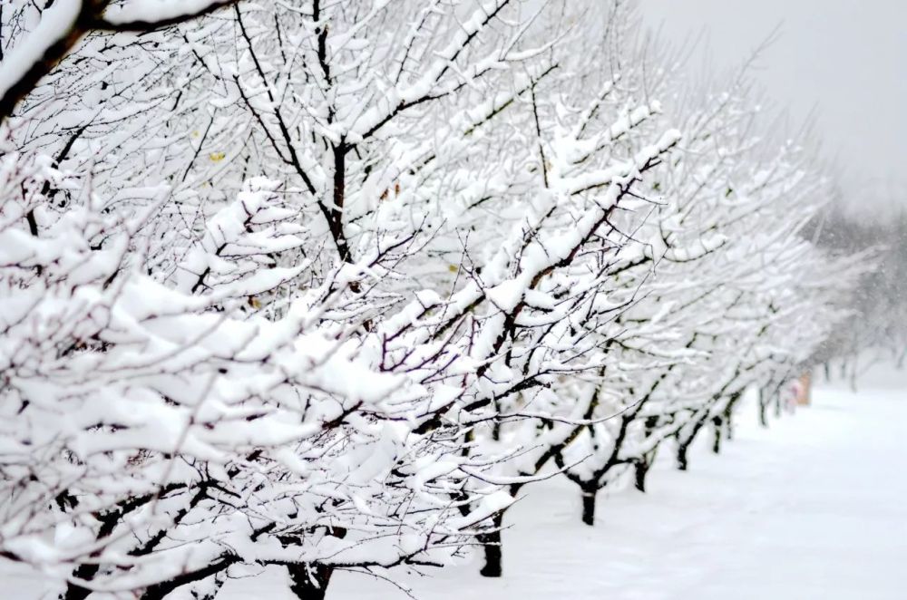 洪泽湖湿地大雪纷飞,雪中景色美到让人颤抖!