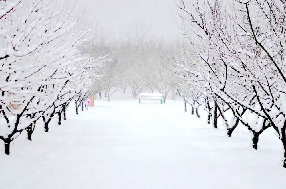 洪泽湖湿地大雪纷飞,雪中景色美到让人颤抖!