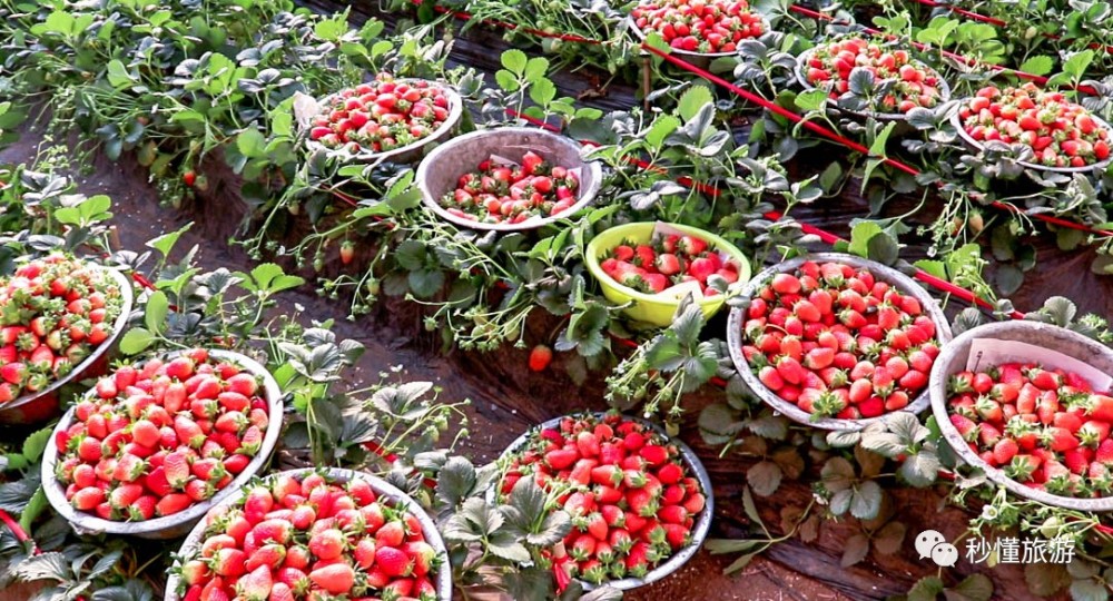 济南冬季游好去处,章丘顺利草莓园拆草莓!