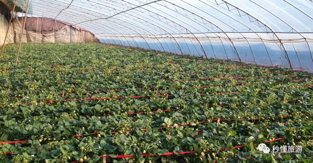 济南冬季游好去处,章丘顺利草莓园拆草莓!