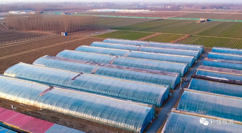 济南冬季游好去处,章丘顺利草莓园拆草莓!