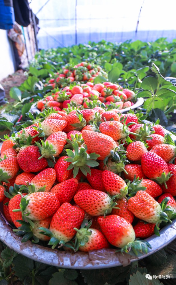 济南冬季游好去处,章丘顺利草莓园拆草莓!