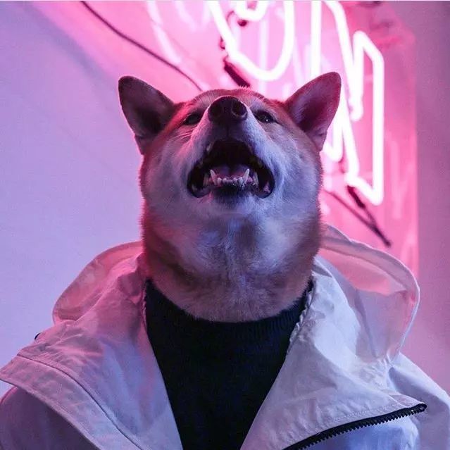 你的头像怎么可以不如一只狗的好看