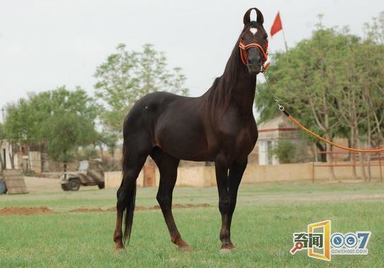 世界上稀有又漂亮的马类排名,汗血宝马第一,身价高达1