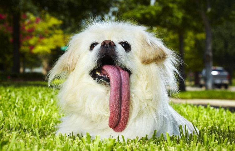 世界上最长的狗舌头,一只名叫puggy的狗狗舌头长足足4.5英寸.