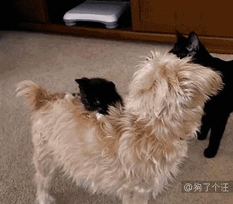 不是说建国以后动物不能成精吗?