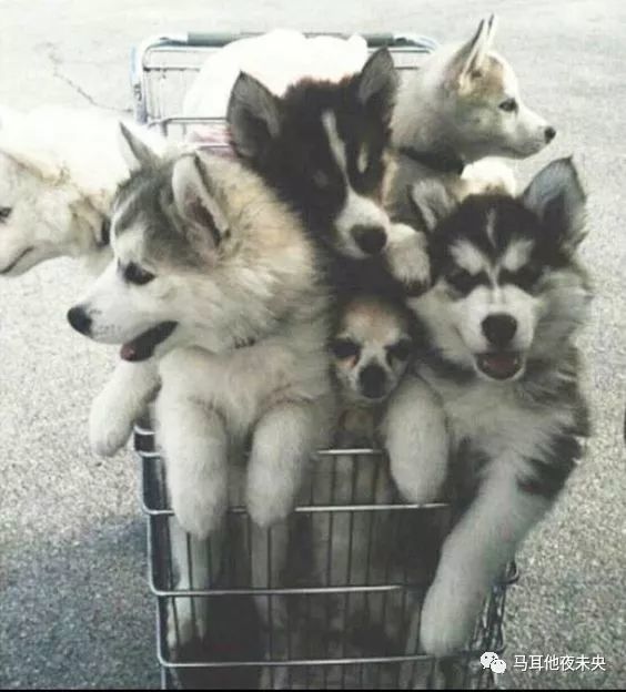 马耳他语言学校的坑