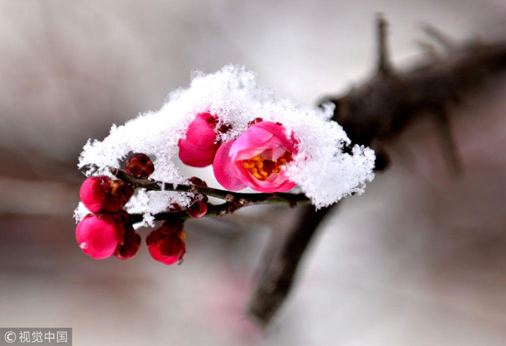 陕西汉中梅花傲雪绽放争奇斗艳 吸引市民观赏