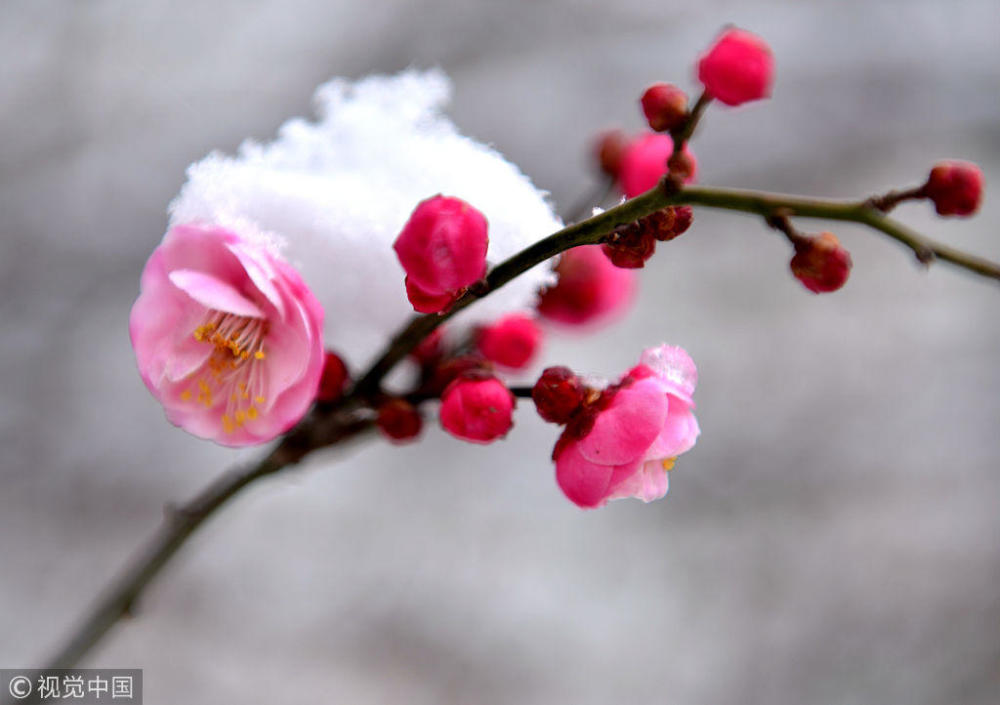 陕西汉中梅花傲雪绽放争奇斗艳 吸引市民观赏