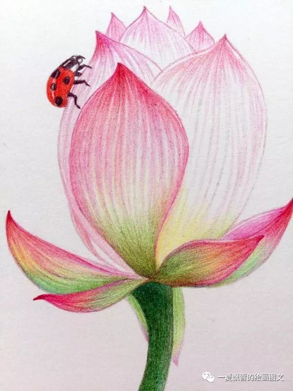 彩铅画花——零基础也能画好的彩铅画荷花——荷花上的萌宠