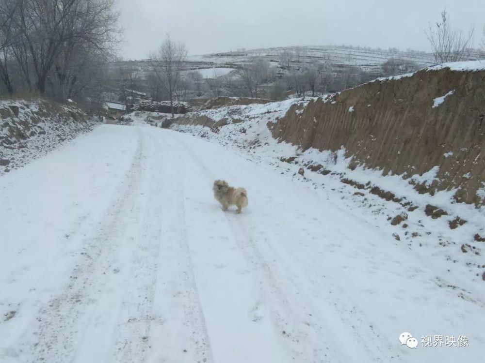 下雪了,多么惬意的农村生活!看看都有哪些地方?