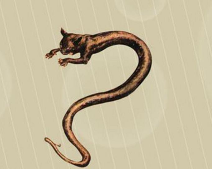 5种极为神秘的未知生物,第3种存在中国,可能已