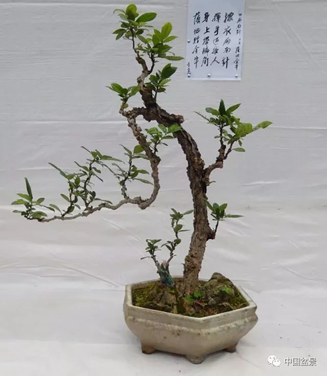 《两面针》