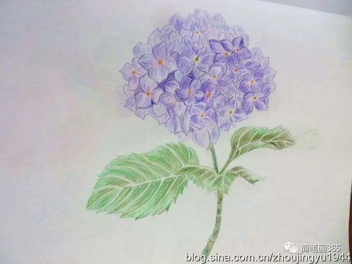 彩铅画花 简笔画大全