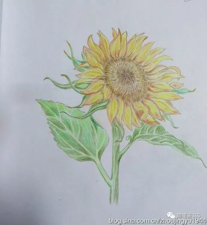 彩铅画花 简笔画大全