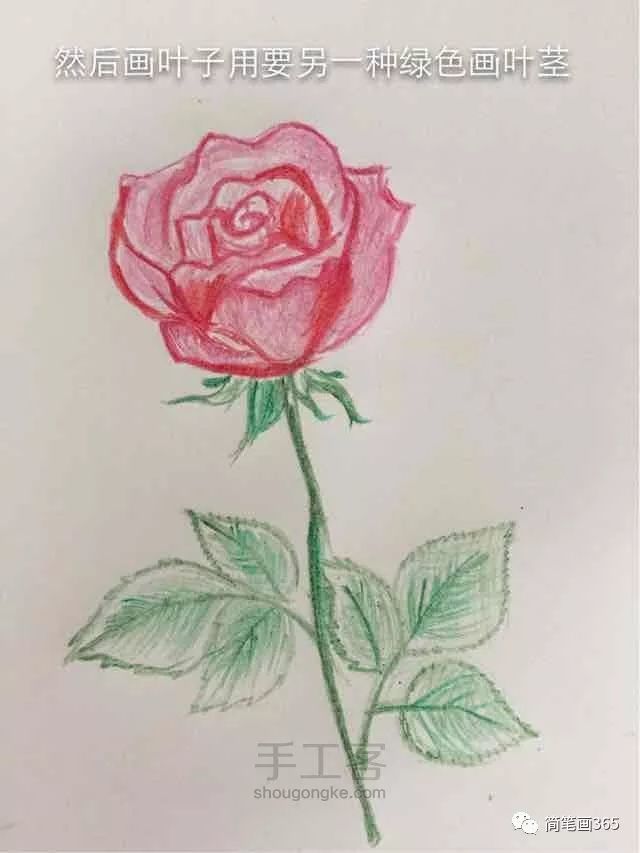 怎么用 彩铅画花彩铅花卉手绘教程图分享(7)