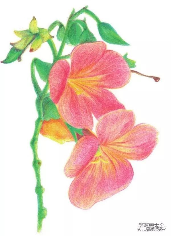 彩铅画花 简笔画大全