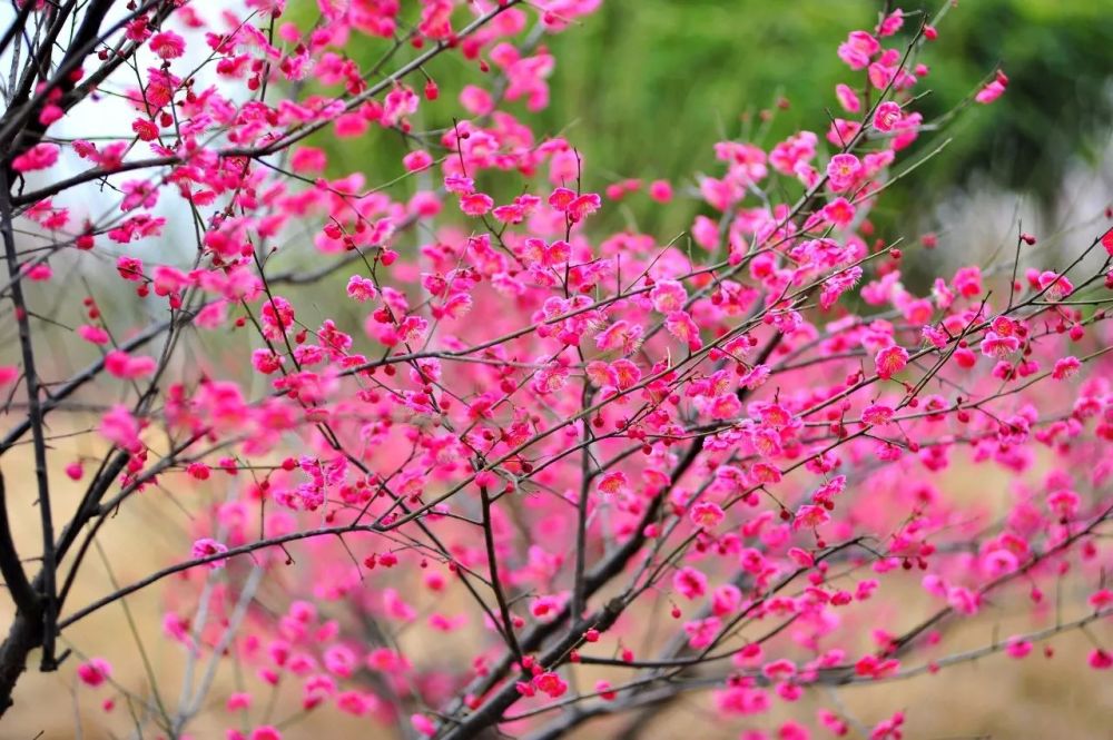 百首咏梅的诗词送给你,不要人夸颜色好,只留清