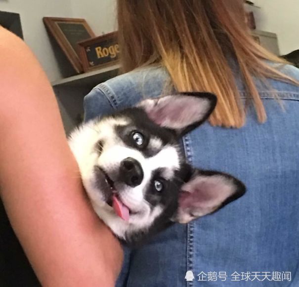 7张爆笑小动物图片:看了医生之后的小动物不信任你了