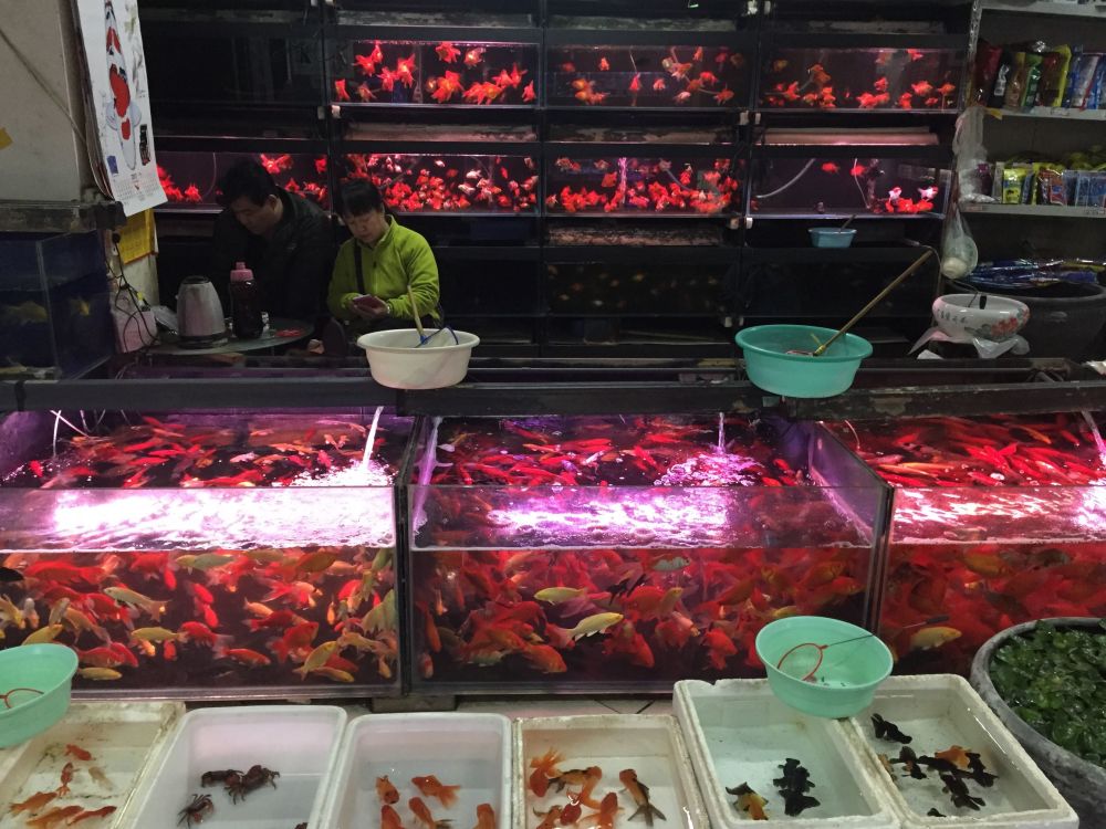 看看北京的花鸟鱼虫市场里这些你都见过吗?