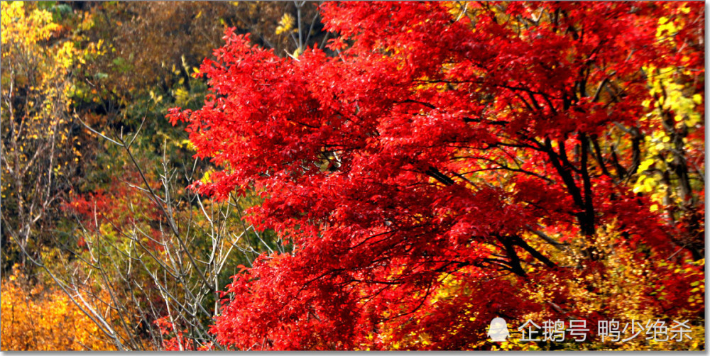 篮球迷进来!看看哪个CBA球队所在城市最值得