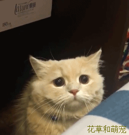 壁纸 动物 猫 猫咪 小猫 桌面 263_275 gif 动态图 动图
