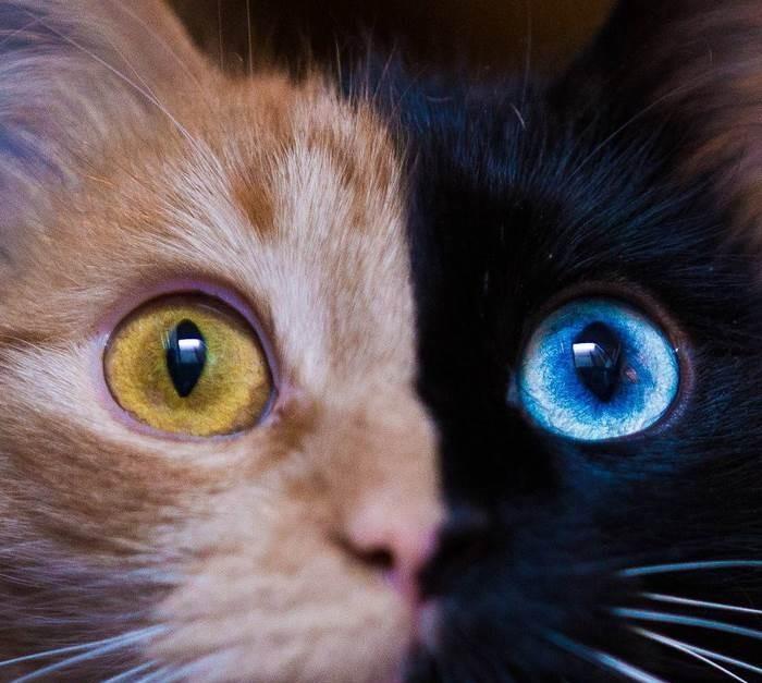 网络上爆红的宠物猫,拥有双色面孔和一色瞳孔高贵又神秘,你曾见过它吗