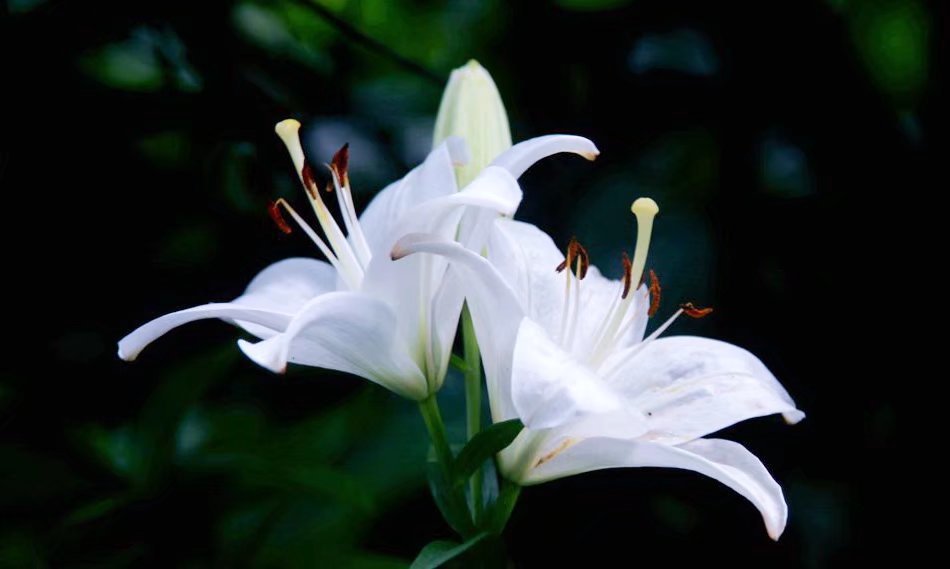 爱情诗歌主题 百合花