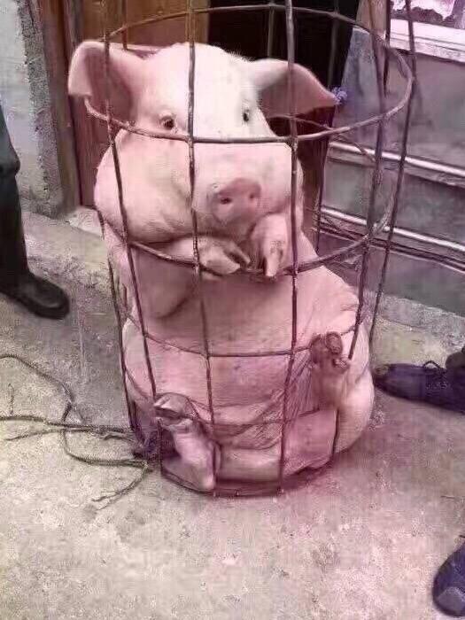 内涵搞笑:被困在笼子里的天蓬元帅,心疼又想笑的关系!