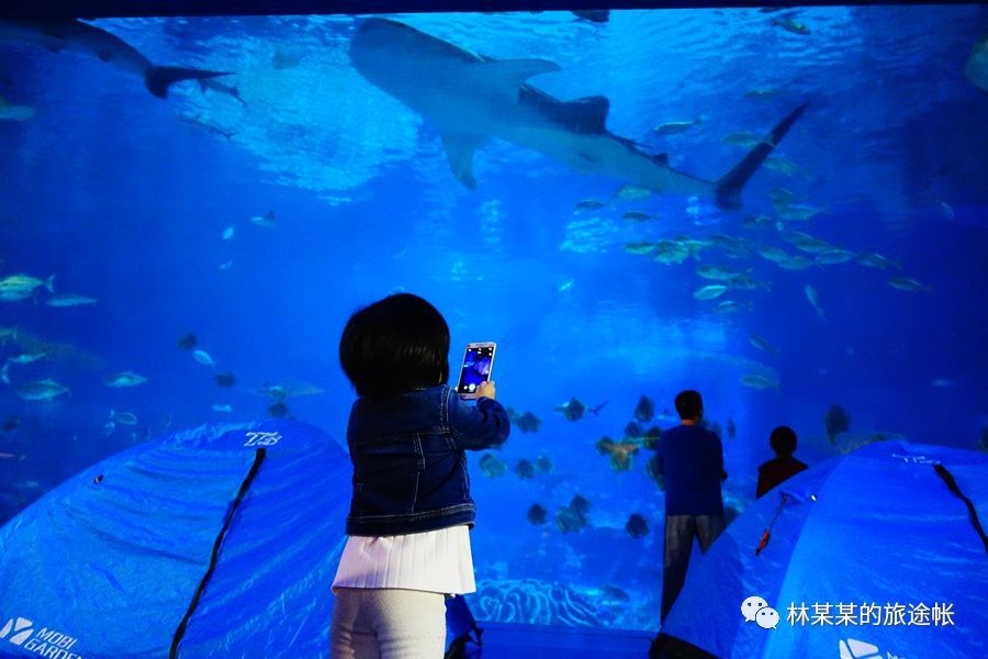 你睡觉数绵羊?我数鱼鱼啊!--珠海长隆鲸鲨馆海