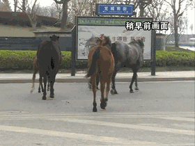 太原:惊呆!滨河路上黑影闪过,我可能撞了一匹马