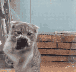 千万别让猫咪照镜子,不然鬼知道会发生什么