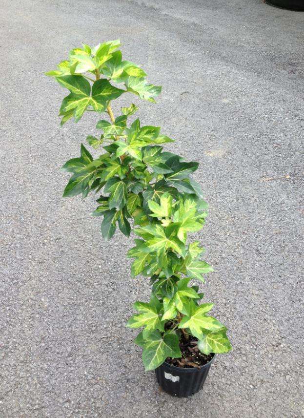 熊掌木的成长史