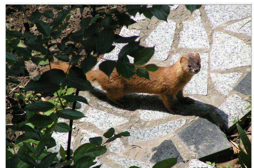 黄鼠狼怎么叫 腾讯网