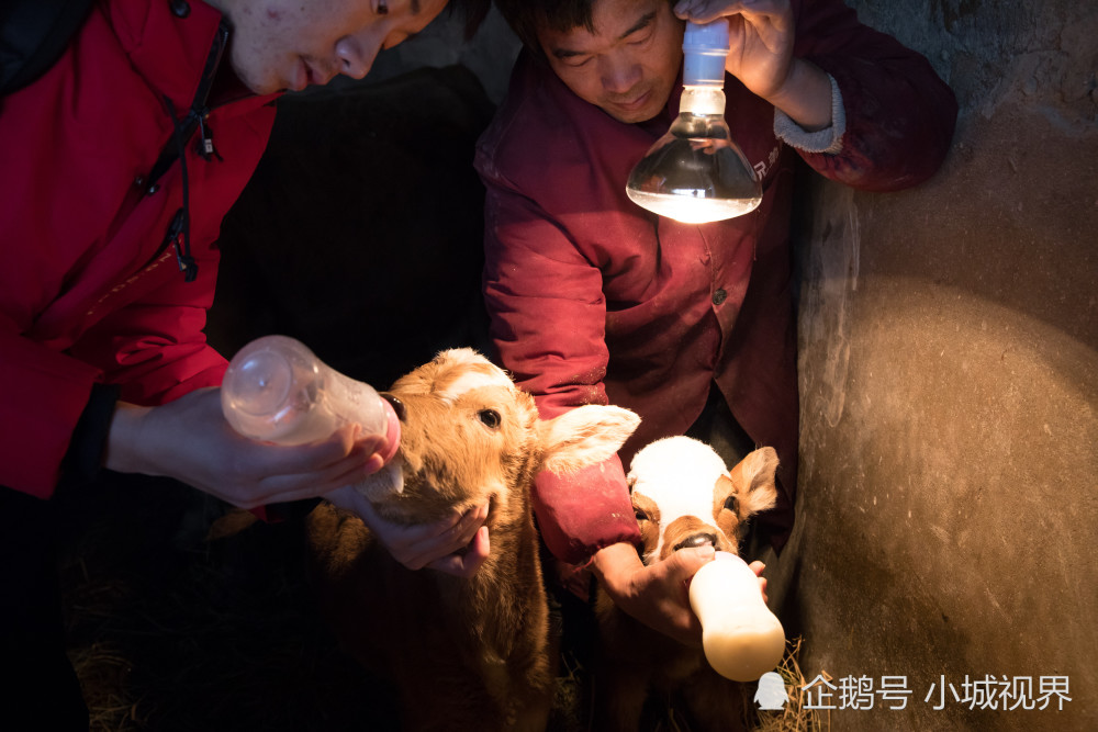 6岁黄牛诞下罕见双胞胎乐坏农户 专家说:概率