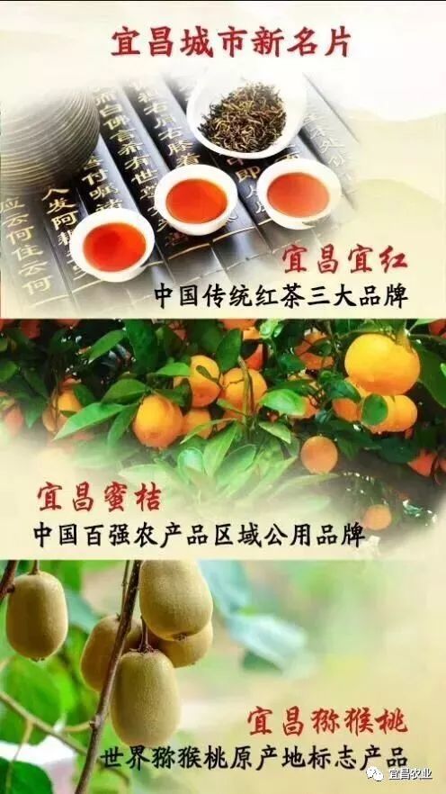 宜昌猕猴桃是世界猕猴桃原产地标志产品.