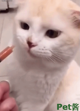 铲屎官给猫咪喂药,猫咪接下来的表现让人惊讶!