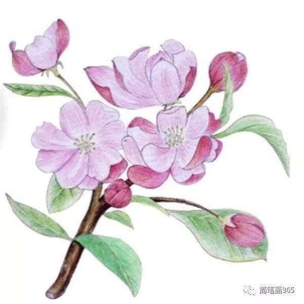 水粉花卉画入门:海棠花的绘画步骤教程(5)