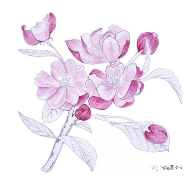 水粉花卉画入门:海棠花的绘画步骤教程(4)