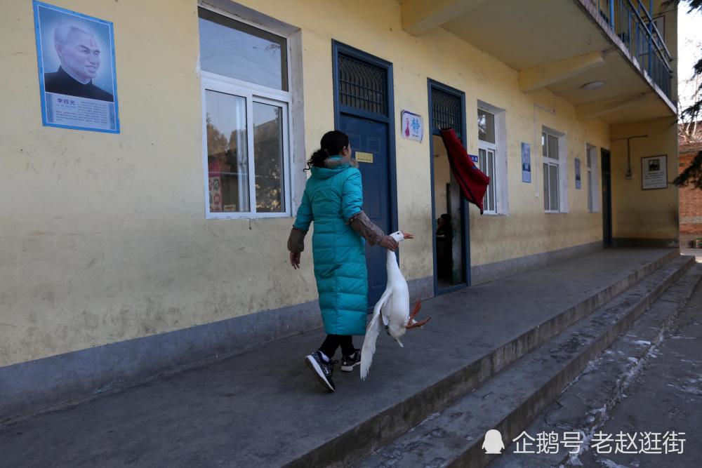 50岁小学语文老师思想太解放了 把自家鹅带到