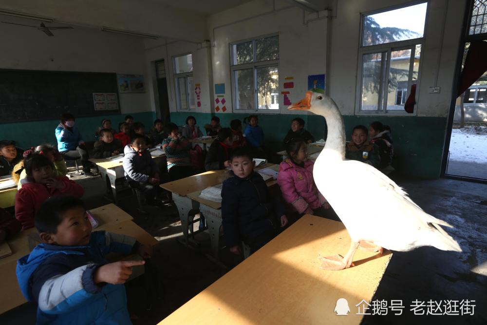 50岁小学语文老师思想太解放了 把自家鹅带到