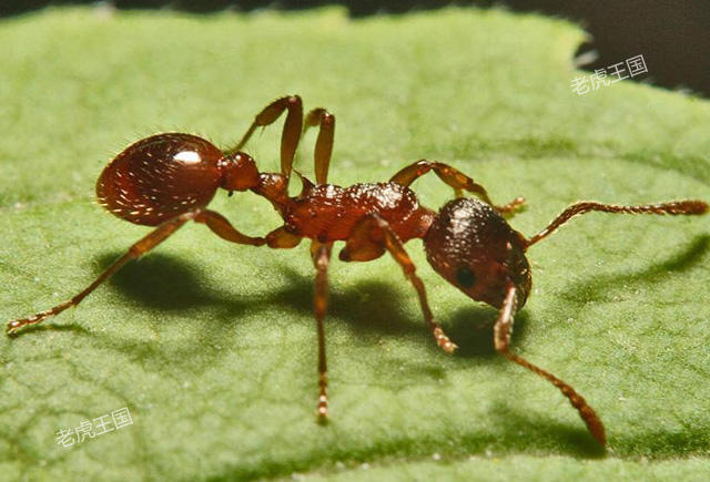 蚂蚁界的敢死队—爆炸蚂蚁