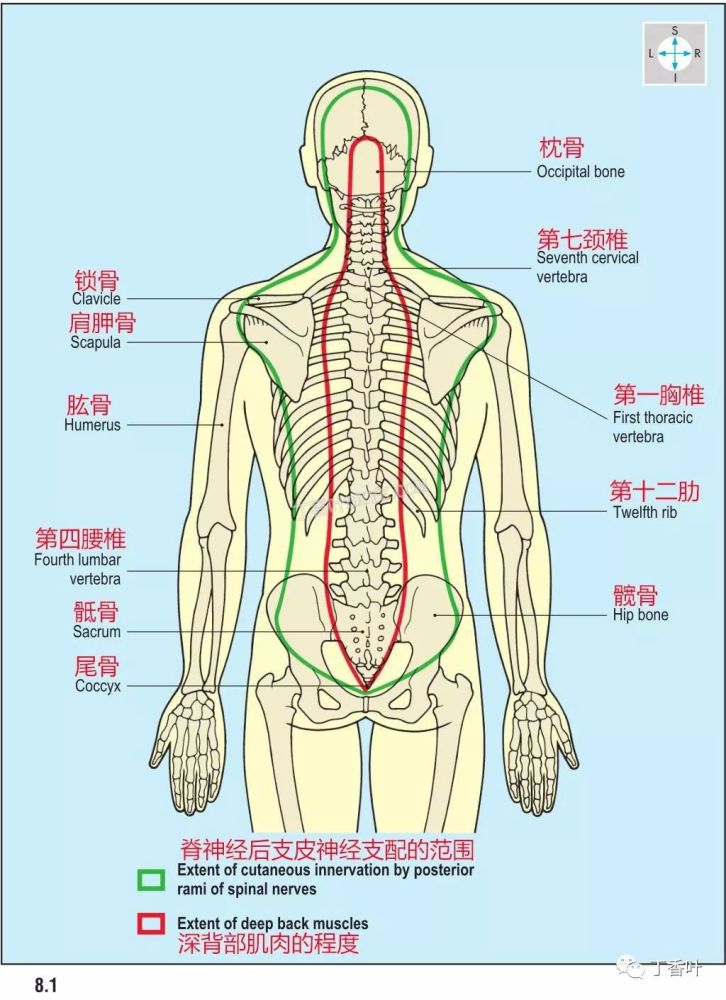 人体解剖学,高清彩色图谱"中英文对照图解"8-8-背部-1