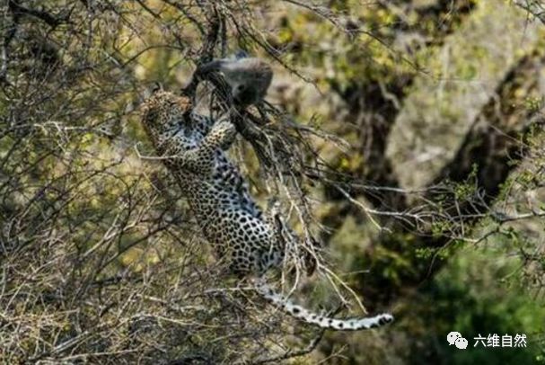 都说花豹可以上树捉猴子,那就看看花豹上树捉