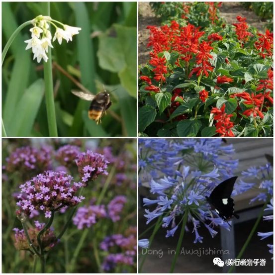 小而美的淡路岛,你所不知道的日本小众游