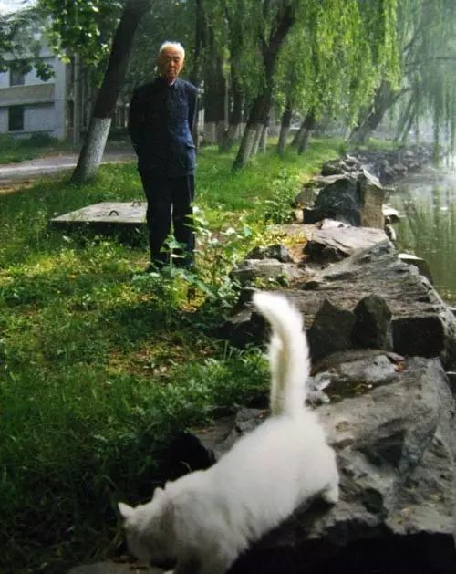 月下清荷檐下猫——季羡林与狮猫