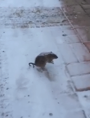 老鼠半夜出来撒尿后被冻死,站立成模型,人人叫好!