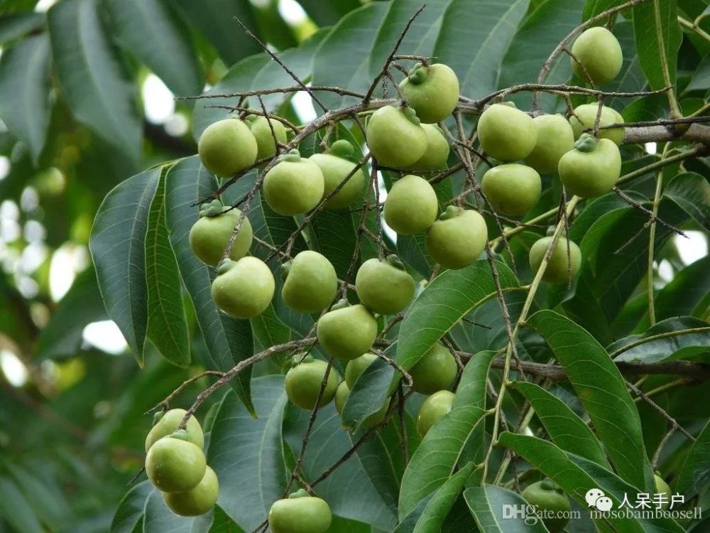 com 菩提树的果实是浆果,没法制成念珠,所谓的"菩提念珠"则是无患子的