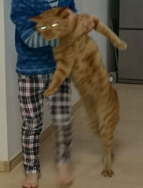 橘猫,狸花猫,白猫,黑猫,到底谁最凶?